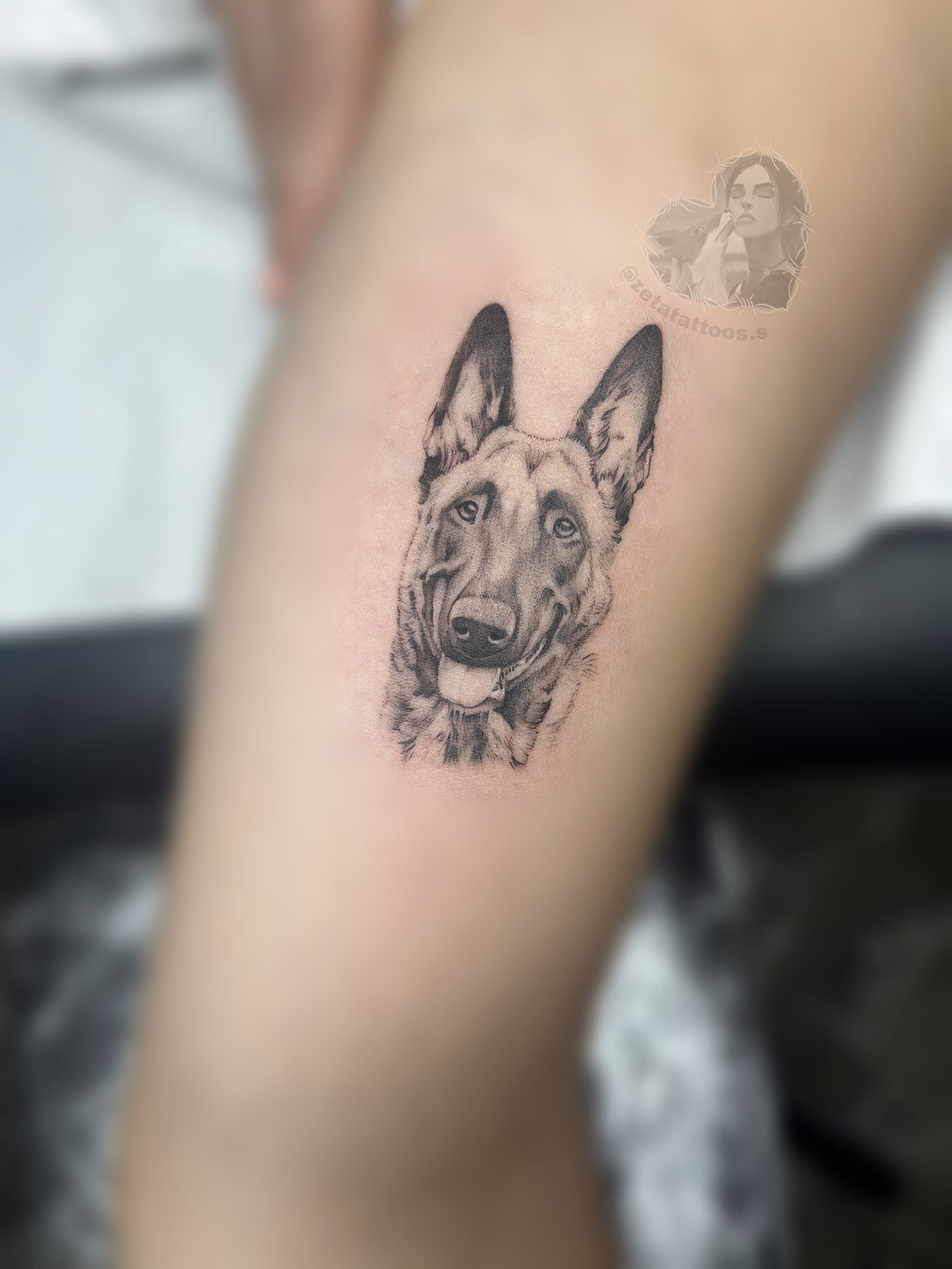 Pastor belga malinois con lazo