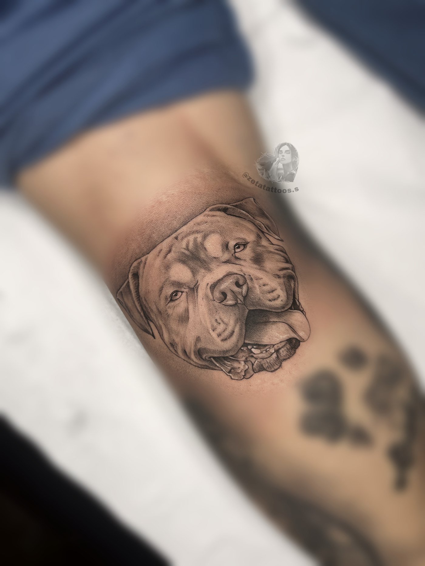 Retrato de perro