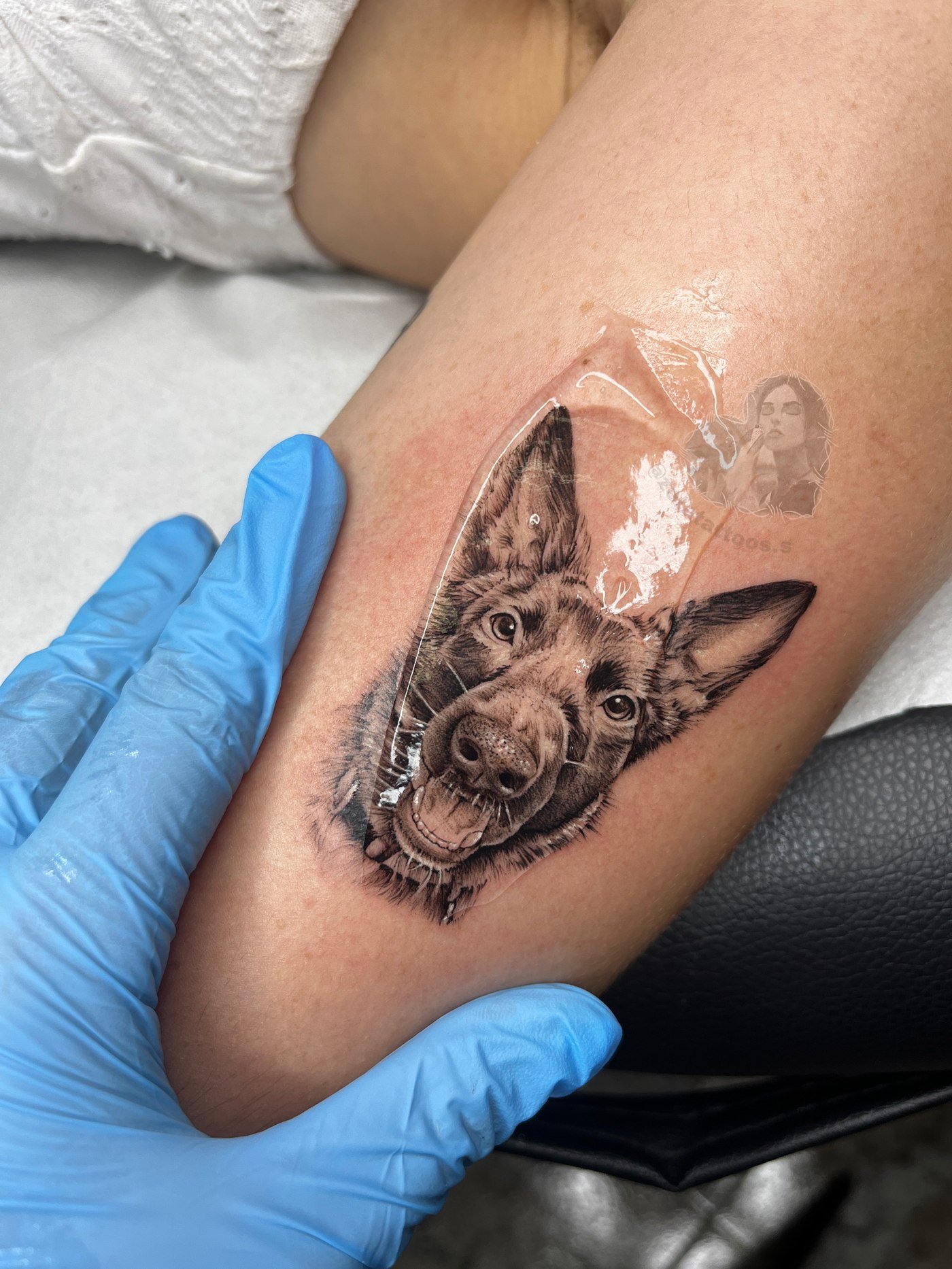 Cachorro de pastor belga