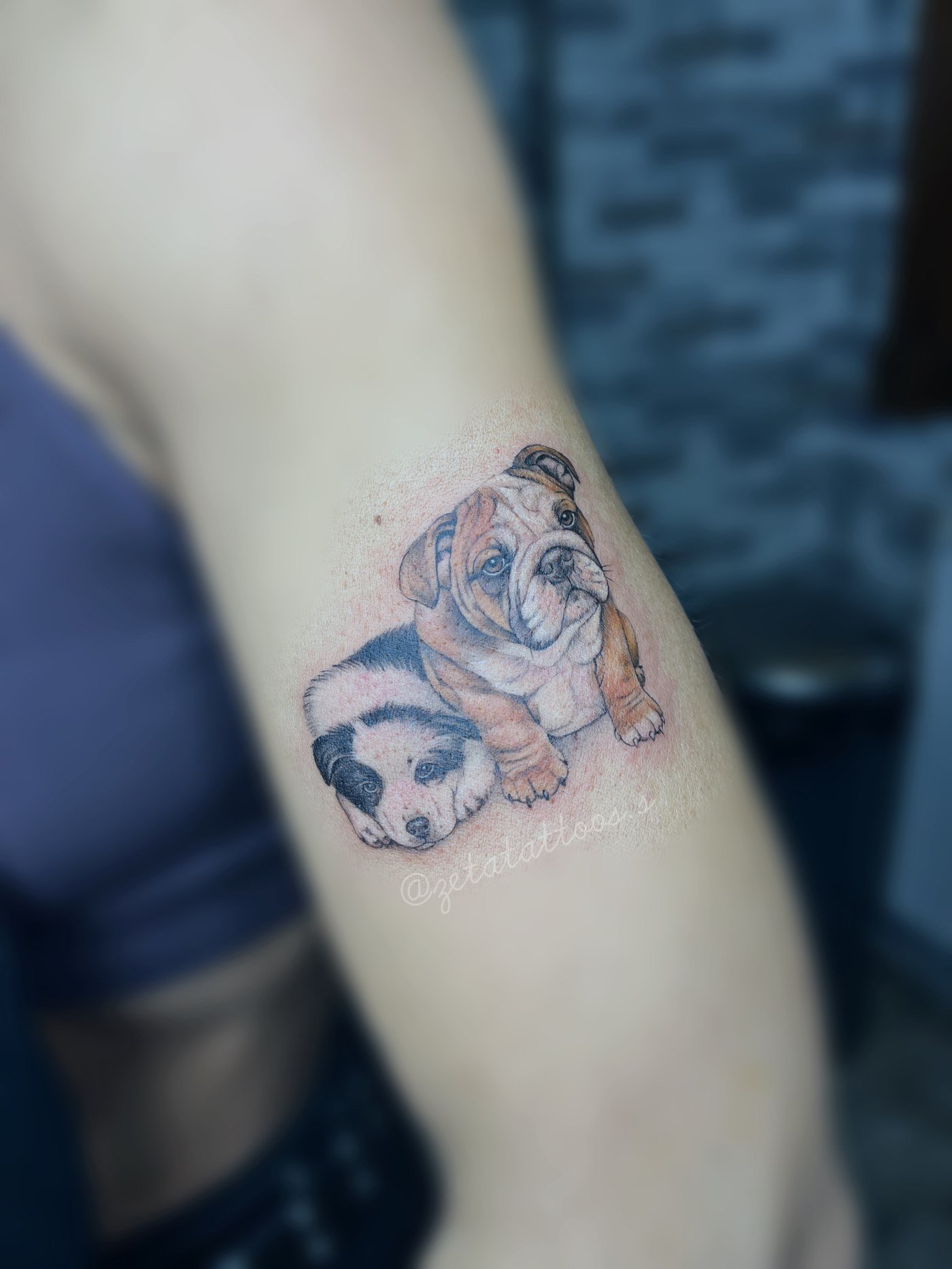 Cachorros bulldog